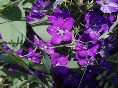 Legousia speculum-veneris