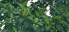 Artocarpus