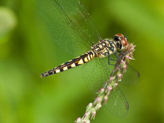 Brachydiplax sobrina