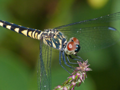 Brachydiplax sobrina