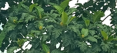 Artocarpus