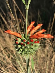 Leonotis