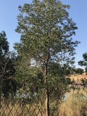 Acacia melanoxylon