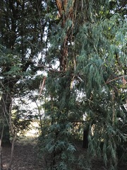 Eucalyptus grandis