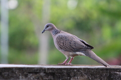 Streptopelia chinensis