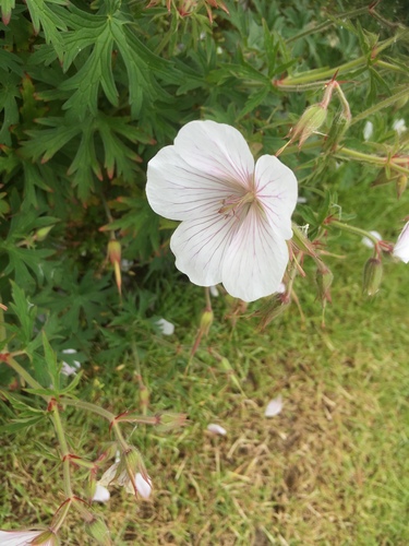 Clarke's geranium (Geranium clarkei)