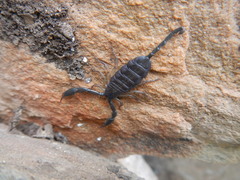 Hadogenes trichiurus