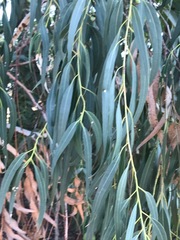 Eucalyptus grandis