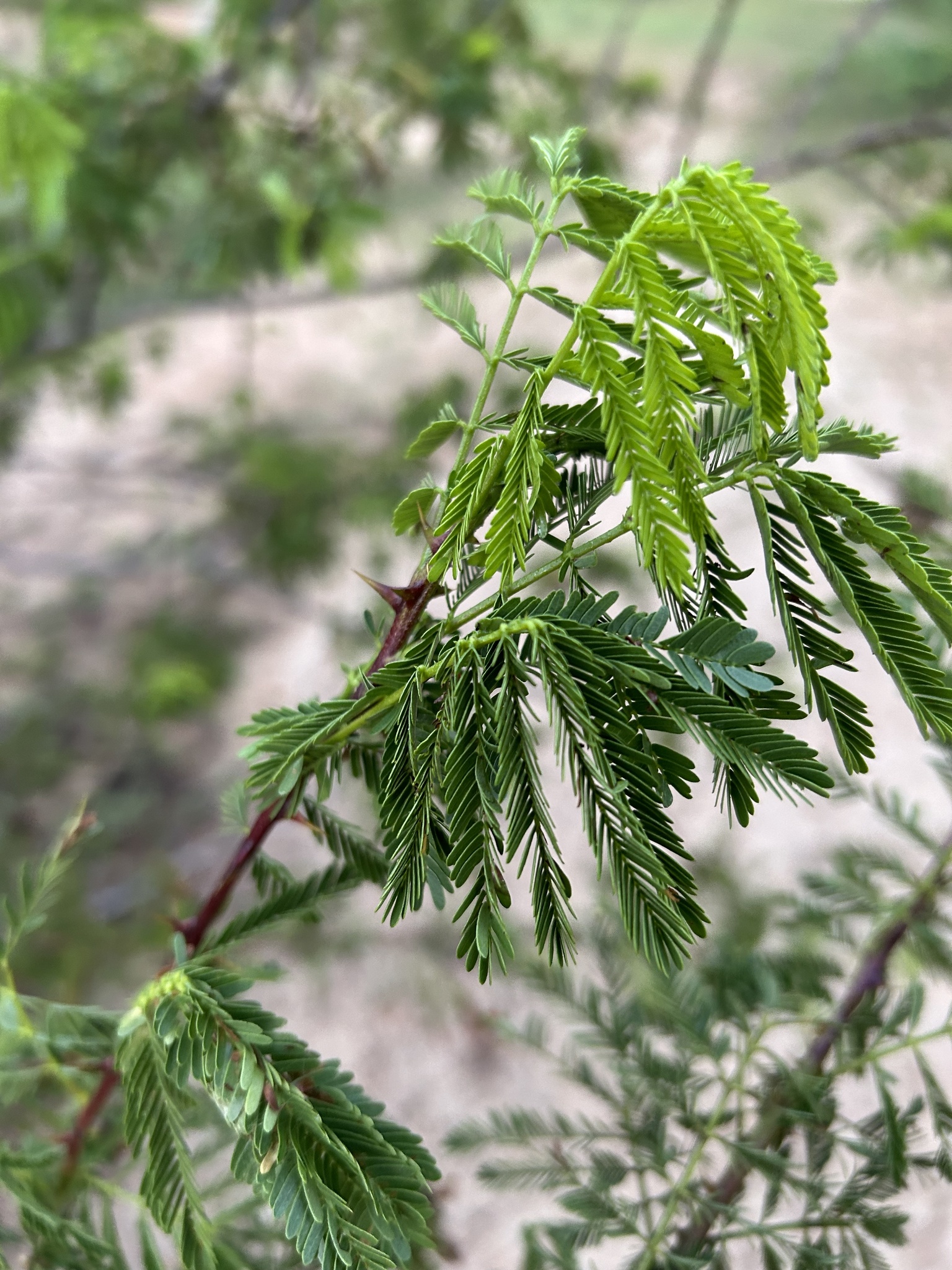 Mimosa tenuiflora