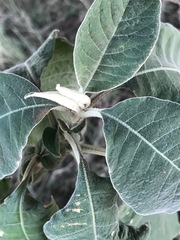 Solanum mauritianum