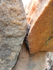 Hadogenes trichiurus