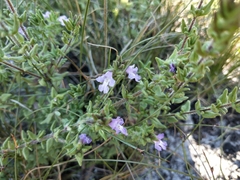 Prostanthera densa