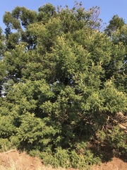 Acacia mearnsii