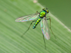 Chrysosoma leucopogon
