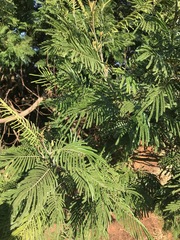 Acacia mearnsii