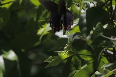 Parides montezuma