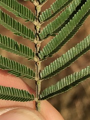 Acacia mearnsii