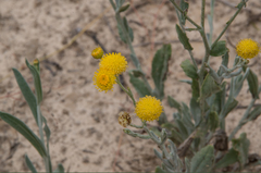Leiocarpa tomentosa