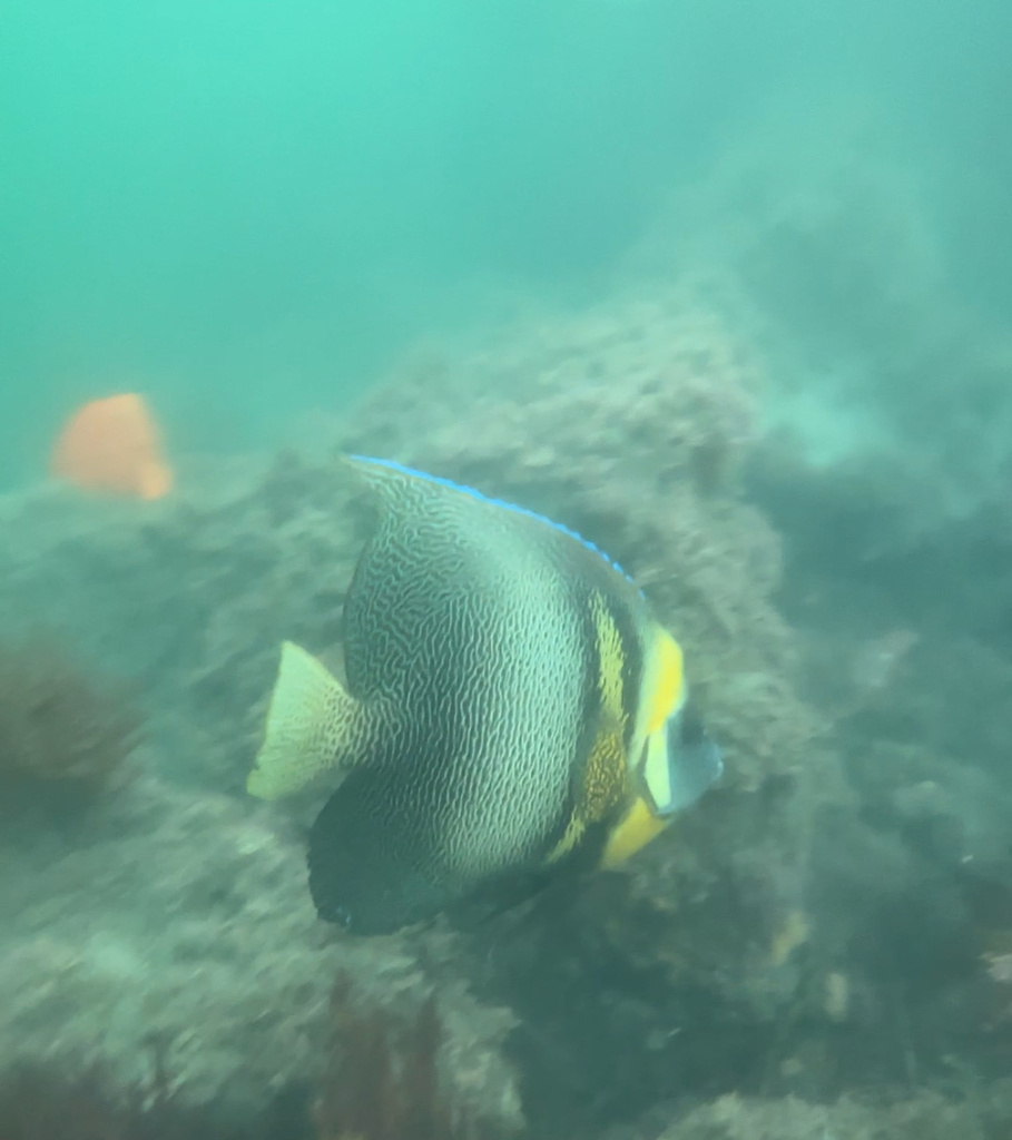 Photo of Cortez angelfish (Pomacanthus zonipectus)