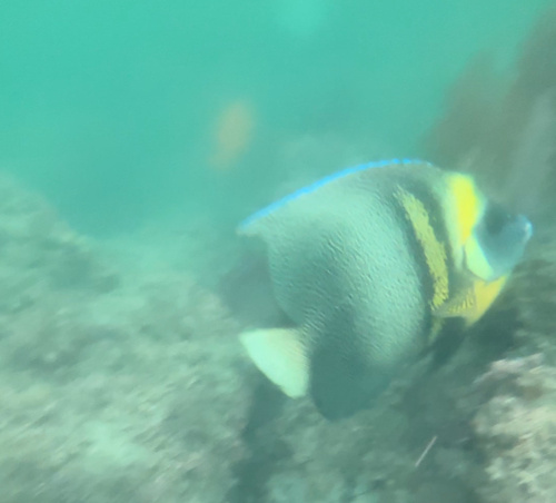 Photo of Cortez angelfish (Pomacanthus zonipectus)