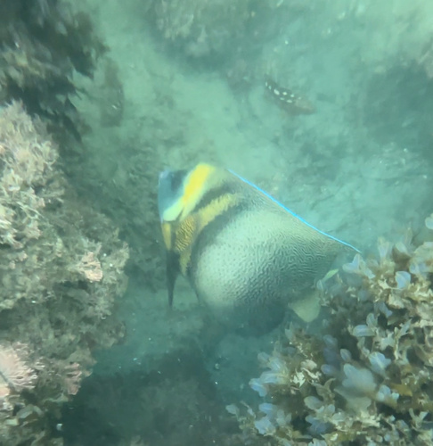 Photo of Cortez angelfish (Pomacanthus zonipectus)
