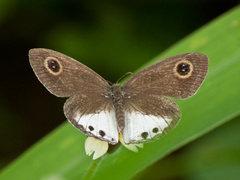 Ypthima ceylonica