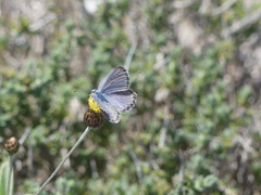 Pseudophilotes vicrama