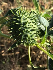 Datura stramonium