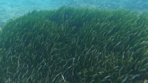 Avistamiento Posidonia oceánica