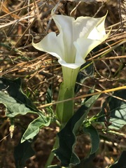 Datura stramonium