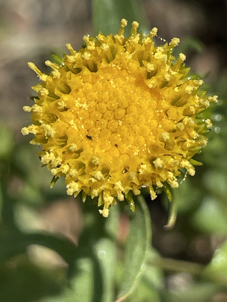 Gumweed