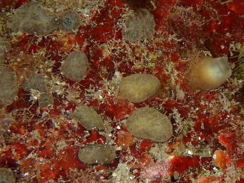 Green Boring Sponge, photo 6 of 10