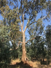 Eucalyptus camaldulensis