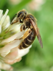 Andrena labialis