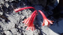 Cyrtanthus ventricosus