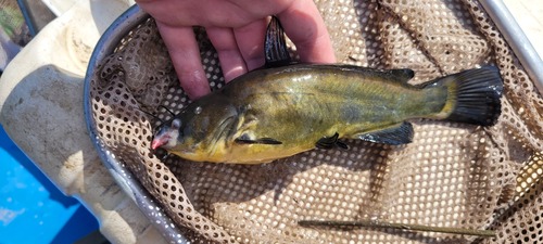 Black Bullhead
