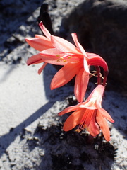 Cyrtanthus ventricosus