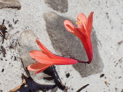 Cyrtanthus ventricosus