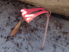 Cyrtanthus ventricosus