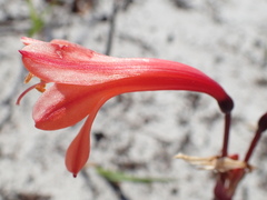 Cyrtanthus ventricosus