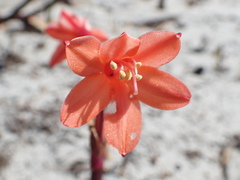Cyrtanthus ventricosus