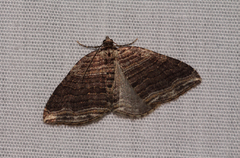 Anticlea multiferata