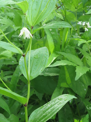 Disporum viridescens iNat (1)