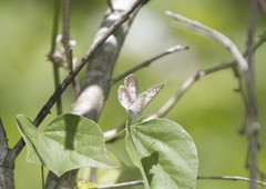 Leptotes cassius cassidula