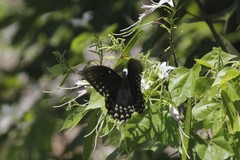 Papilio menatius victorinus