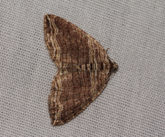 Anticlea multiferata