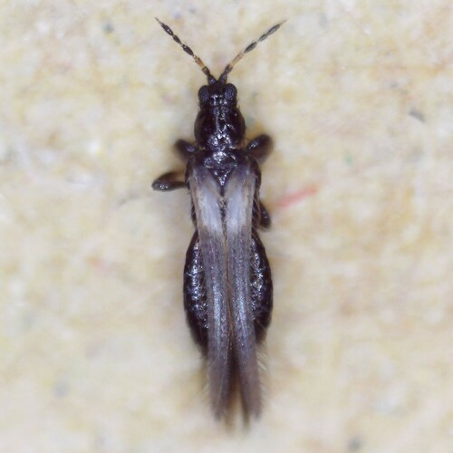 gorse thrips