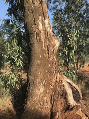 Eucalyptus camaldulensis