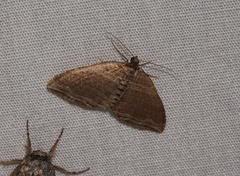 Anticlea multiferata