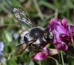 Megachilini